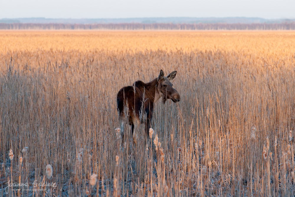 064_Biebrza - kwiecien 2013.jpg